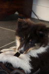 Megumi mange les chaussures - Berger des Shetland Mâle (2 mois)