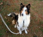 Shelley - Berger des Shetland (8 ans)