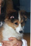 berger des shetlands Spirou bebe - Berger des Shetland