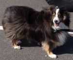 Addie - Berger des Shetland (6 ans)