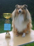 Bol&eacute;ro Gold, berger shetland en expo - Berger des Shetland