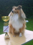 Bol&eacute;ro Gold, berger shetland en expo - Berger des Shetland