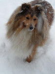 Bol&eacute;ro Gold dans la neige - Berger des Shetland