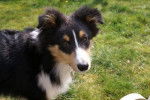 Flash, Berger Shetland de 5 mois - Berger des Shetland (5 mois)