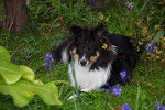 Megumi et les fleurs - Berger des Shetland Mâle (8 mois)