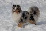 Un Berger des Shetland bleu merle debout dans la neige