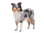 Un Berger des Shetland sur fond blanc