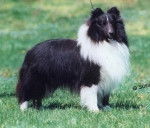 Blaise aka Gladjoy's Starless Knight,CGC - Berger des Shetland Mâle (Autre)