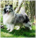 Peter - Berger des Shetland Mâle (6 ans)