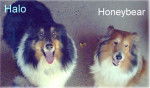 Halo and Honeybear - Berger des Shetland