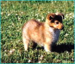 Shetland Harmony - Berger des Shetland (8 mois)