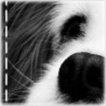 Sheepdog - Berger des Shetland