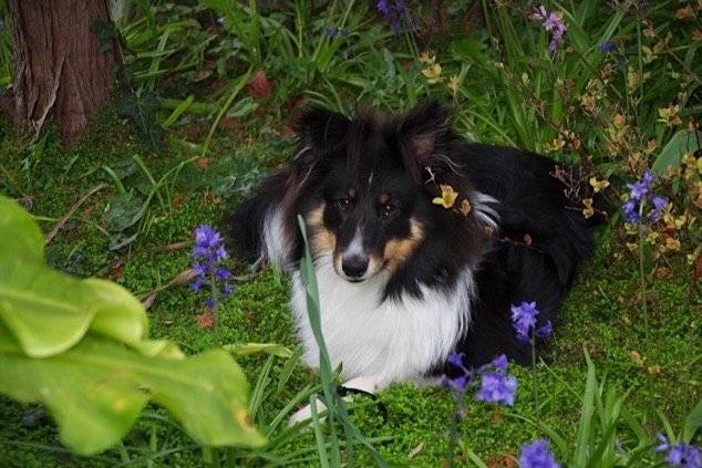 Megumi et les fleurs - Berger des Shetland Mâle (8 mois)