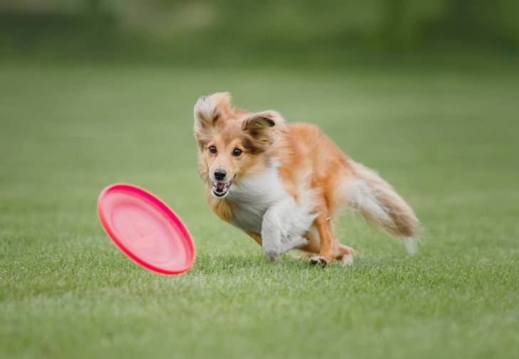 Un chiot Berger des Shetland court derrière un frisbee