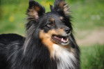 Lilly - Berger des Shetland Femelle (5 ans)