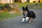 Lilly - Berger des Shetland Femelle (5 ans)
