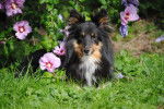 Lilly - Berger des Shetland Femelle (5 ans)