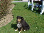 viky - Berger des Shetland Femelle