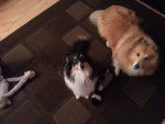 Chloe and Zoey - Berger des Shetland Femelle