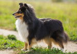 Un Berger des Shetland debout dans l'herbe
