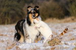 Un Shetland et un chat se font un câlin dans la neige
