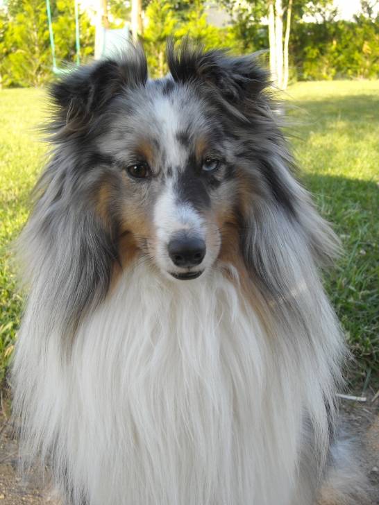 coyote - Berger des Shetland Mâle (4 ans)