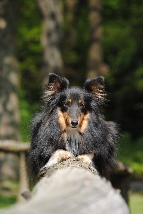 Lilly - Berger des Shetland Femelle (5 ans)