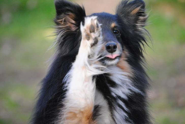 Lilly - Berger des Shetland Femelle (5 ans)