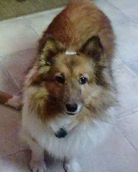 Missy - Berger des Shetland Femelle (15 ans)