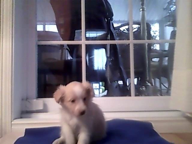 Caramel - Berger des Shetland Mâle (2 mois)