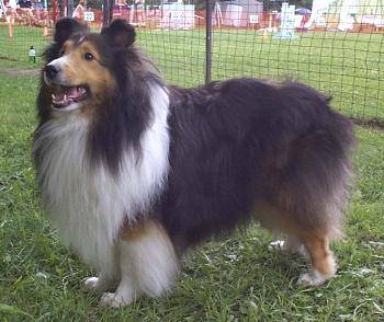 Berger des Shetland - Berger des Shetland