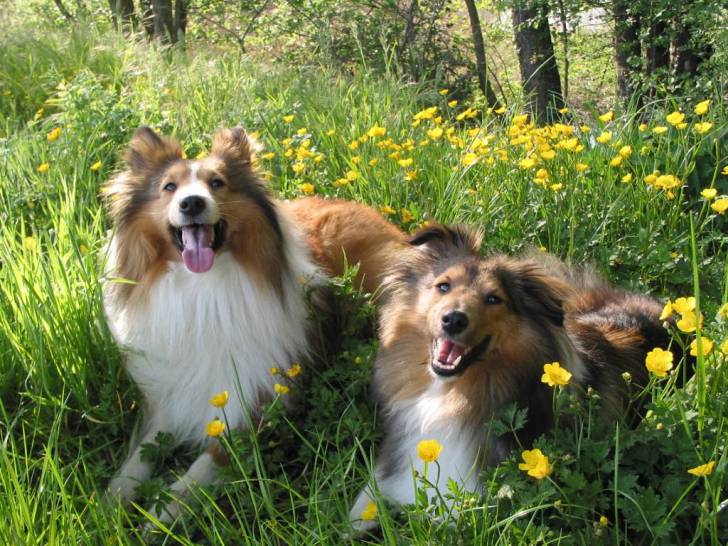 Angie & Ugo - Berger des Shetland