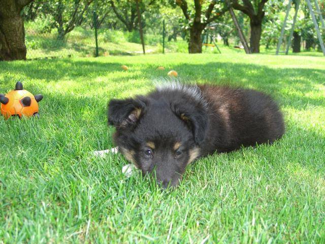 Ficelle berger des shetland - Berger des Shetland