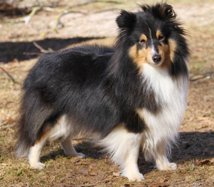 Le Berger des Shetland