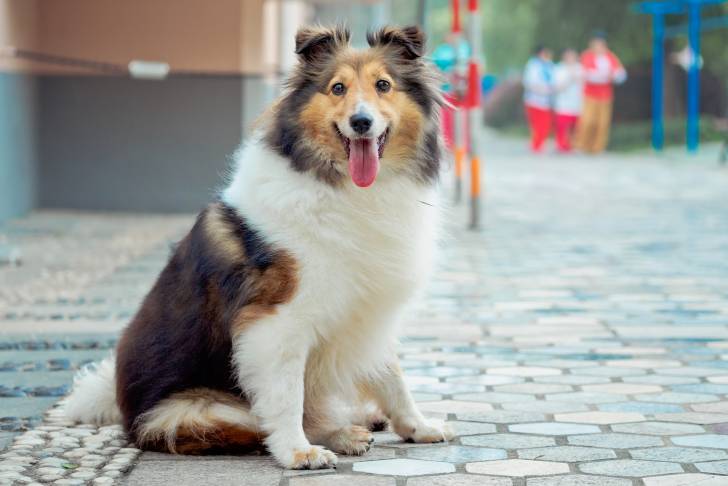 Photo Berger des Shetland