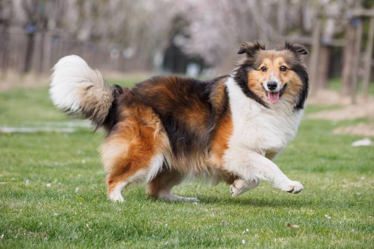 Photo Berger des Shetland