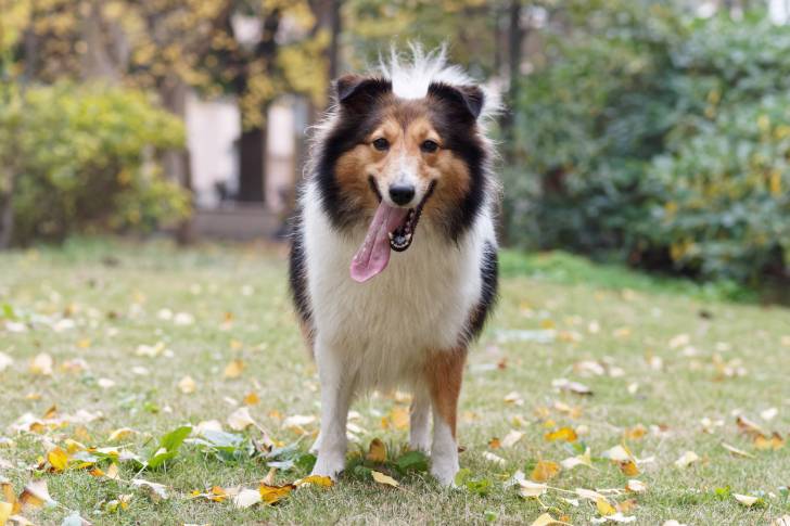 Photo Berger des Shetland