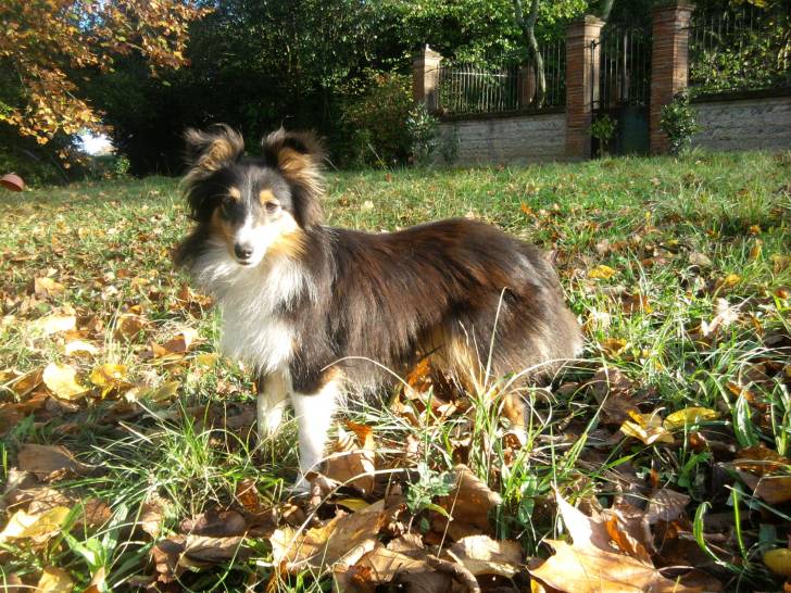 Febee - Berger des Shetland Femelle (1 an)