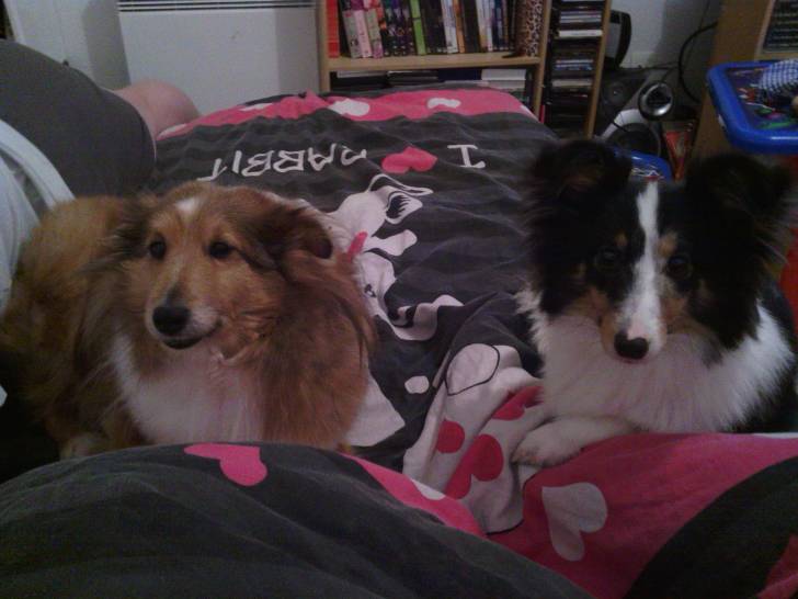 a vanille et fidjie - Berger des Shetland Femelle