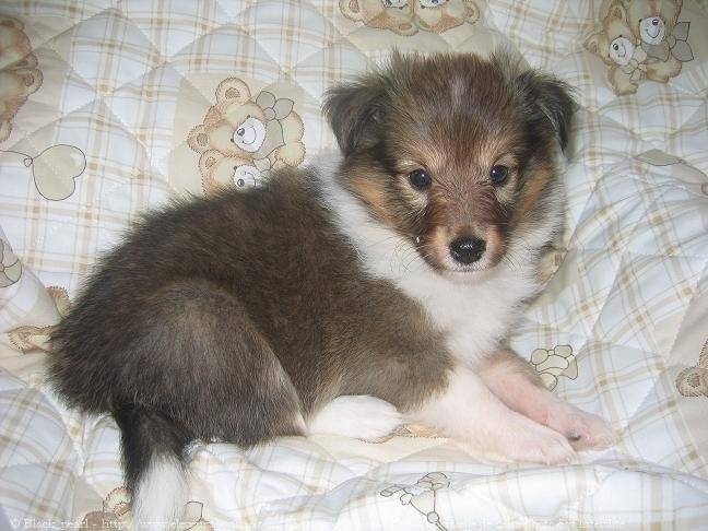 flamme - Berger des Shetland (3 mois)