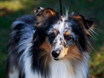Un Shetland couleur merle