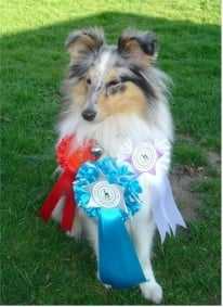 Dukeson Alaskan Sky - Berger des Shetland Femelle (5 ans)