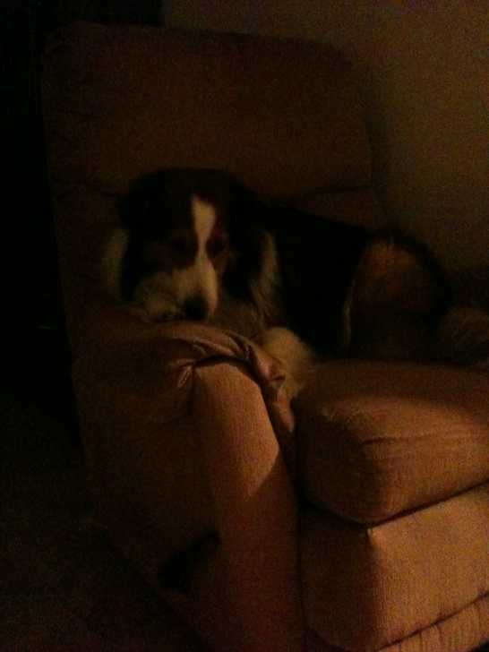 Dundee - Berger des Shetland Mâle (8 ans)