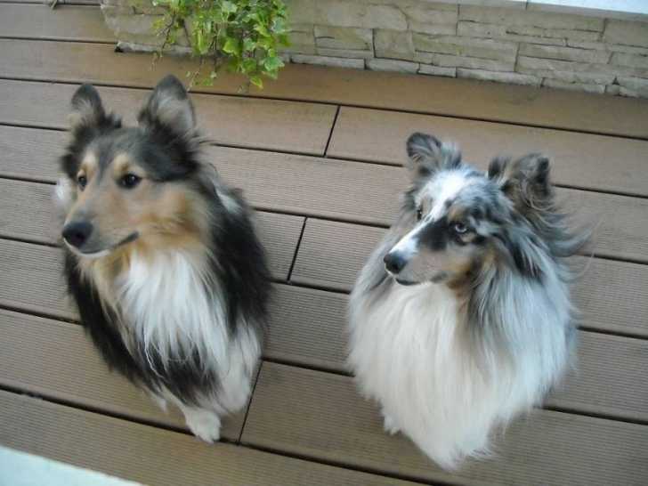 Meine Hunde - Berger des Shetland (2 ans)