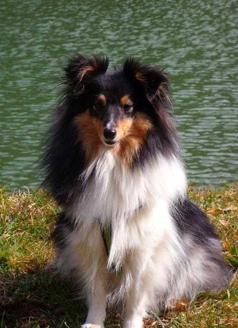 Black and White Shetland tricolore - Berger des Shetland