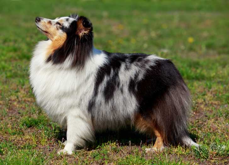 Un Berger des Shetland avec un beau pelage merle