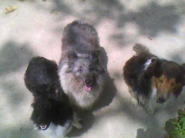 Ebony, Lindy n Twilite - Berger des Shetland