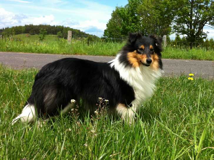 Give me the moon Inna - Berger des Shetland Femelle (8 mois)