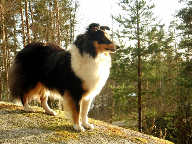 Le Shetland Chien Facile à éduquer Et Dresser