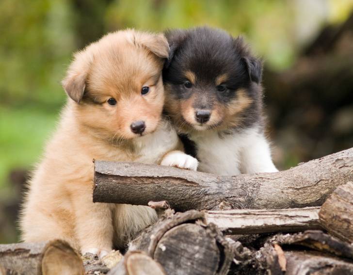 Adopter un chiot ou un chien adulte / senior que choisir